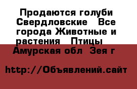 Продаются голуби Свердловские - Все города Животные и растения » Птицы   . Амурская обл.,Зея г.